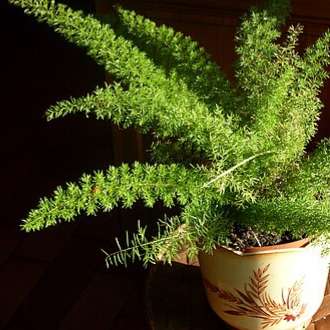 Foxtail fern (Asparagus densiflorus) - 5 seeds