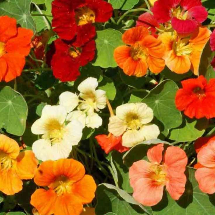 Nasturtium `tom thumb` - 5 seeds