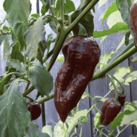 Chocolate ghost pepper - 2 seeds