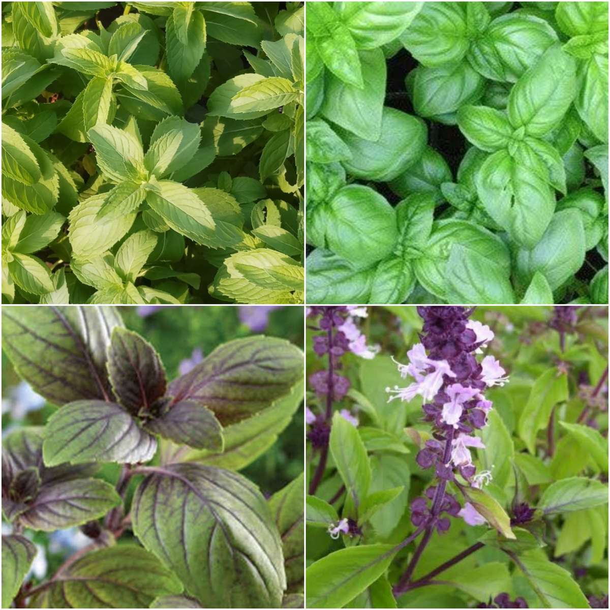 Mixed basil (4 varieties) - 100 seeds