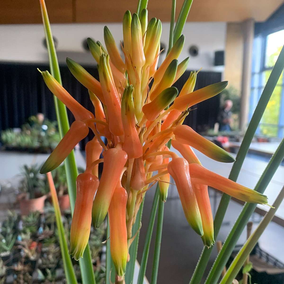 Aloe cooperi (Cooper's grass aloe) - 10 seeds