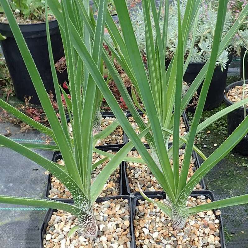 Aloe cooperi (Cooper's grass aloe) - 10 seeds