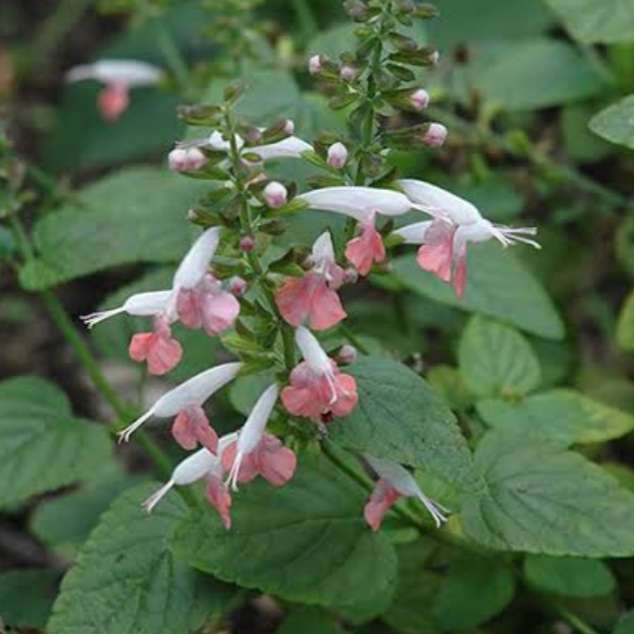 Salvia coccinea pink - 25 seeds