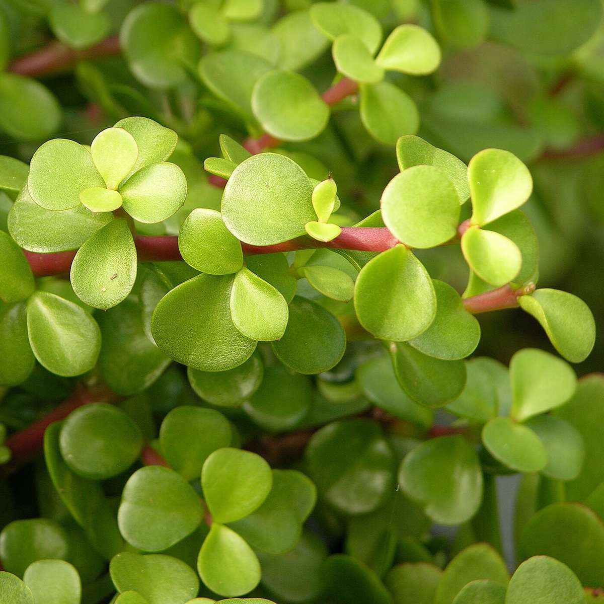 Spekboom (Portulacaria afra ) : 2 x cuttings