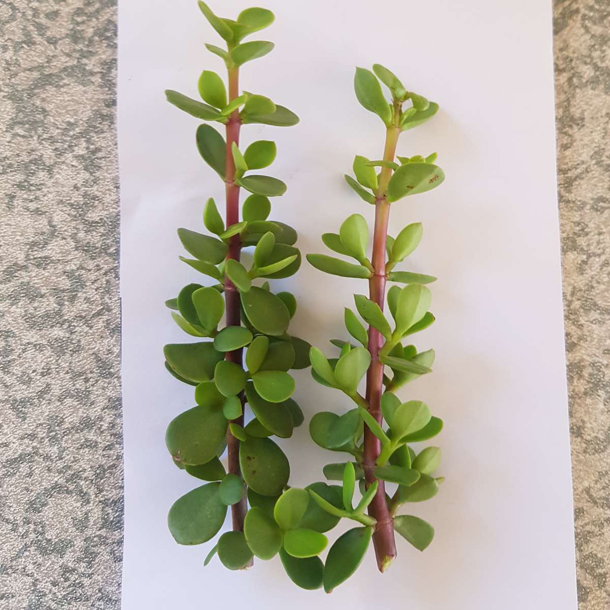 Spekboom (Portulacaria afra ) : 2 x cuttings
