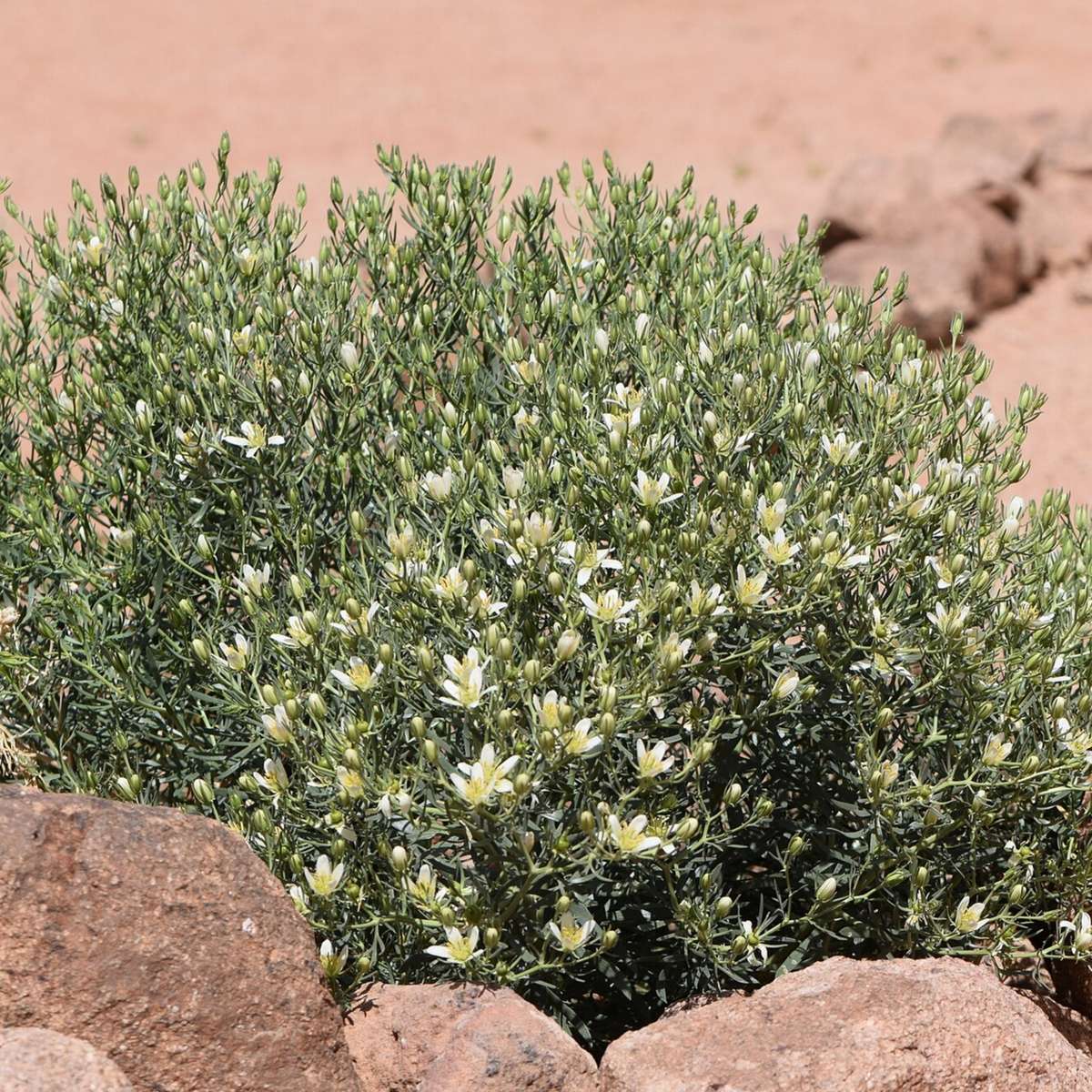 Syrian rue - 10 seeds