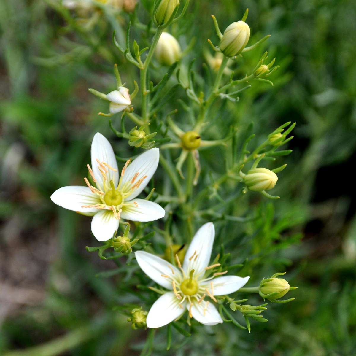 Syrian rue - 10 seeds