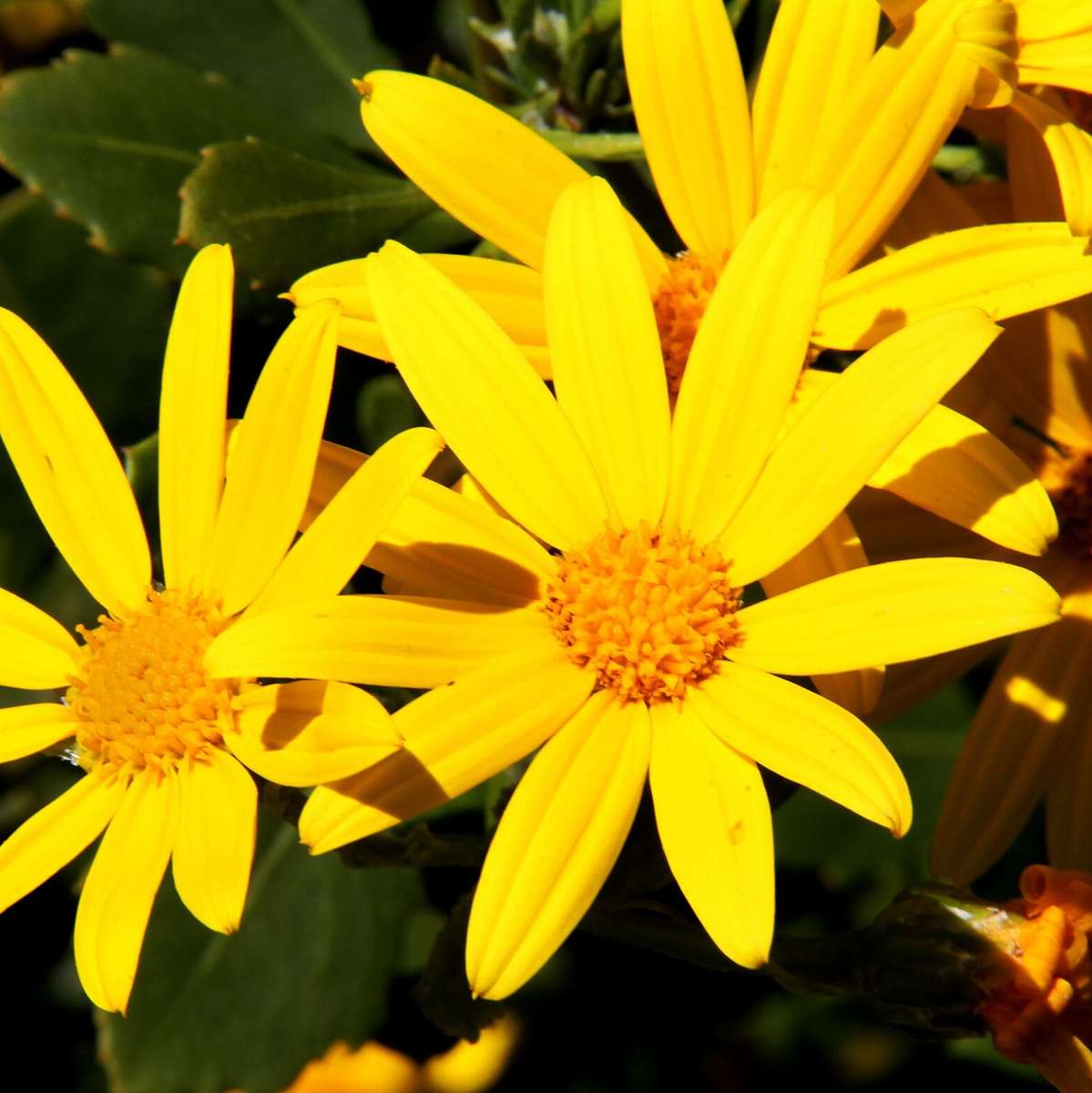 Euryops pectinatus  (indigenous) - 20 seeds