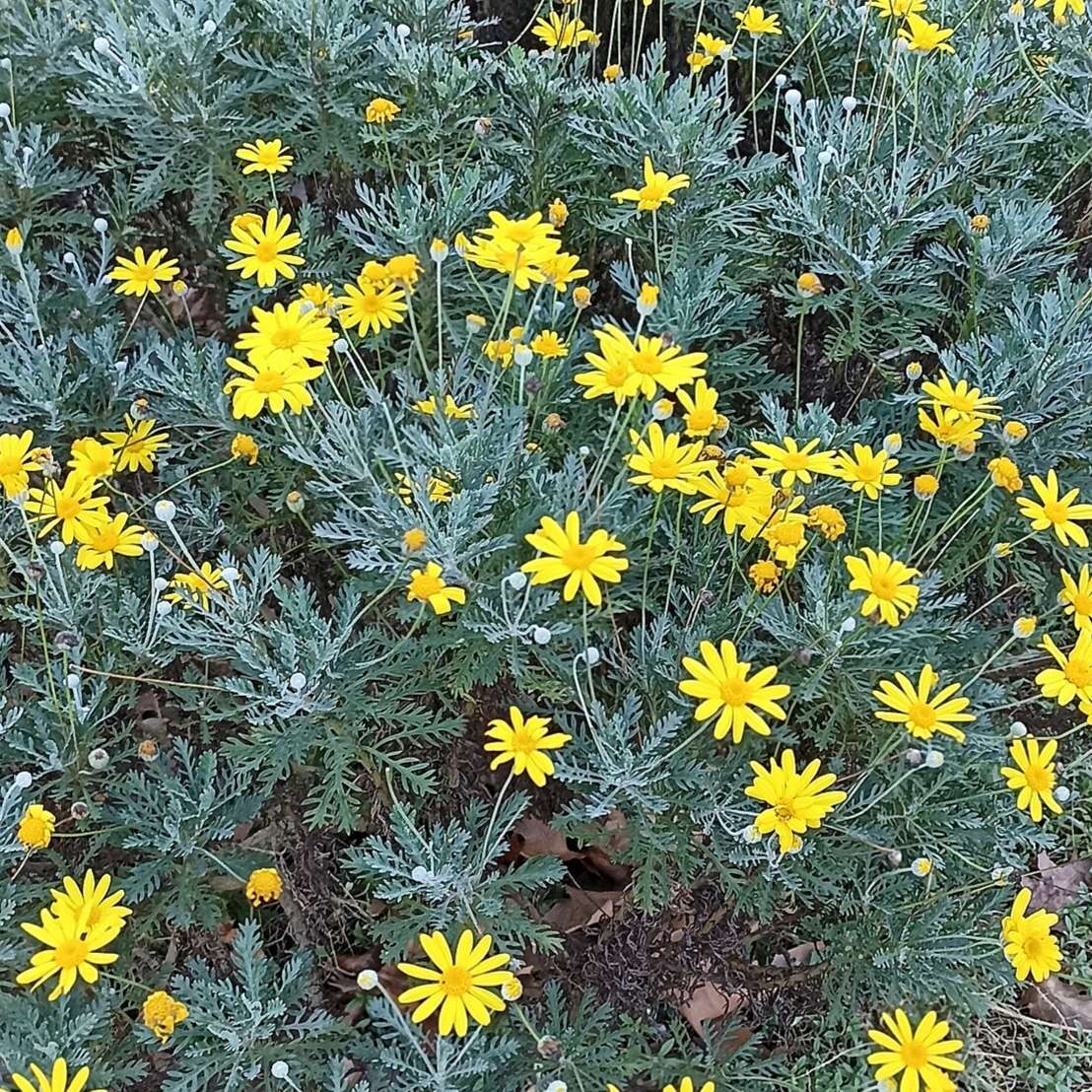 Euryops pectinatus  (indigenous) - 20 seeds