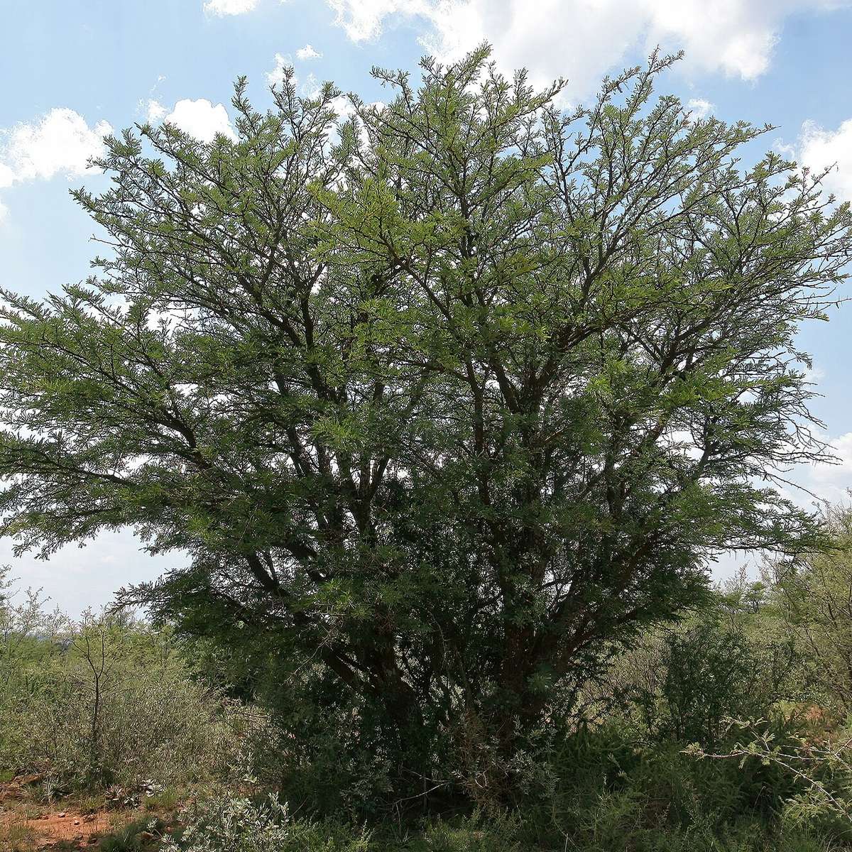 Vachellia robusta - 10 seeds