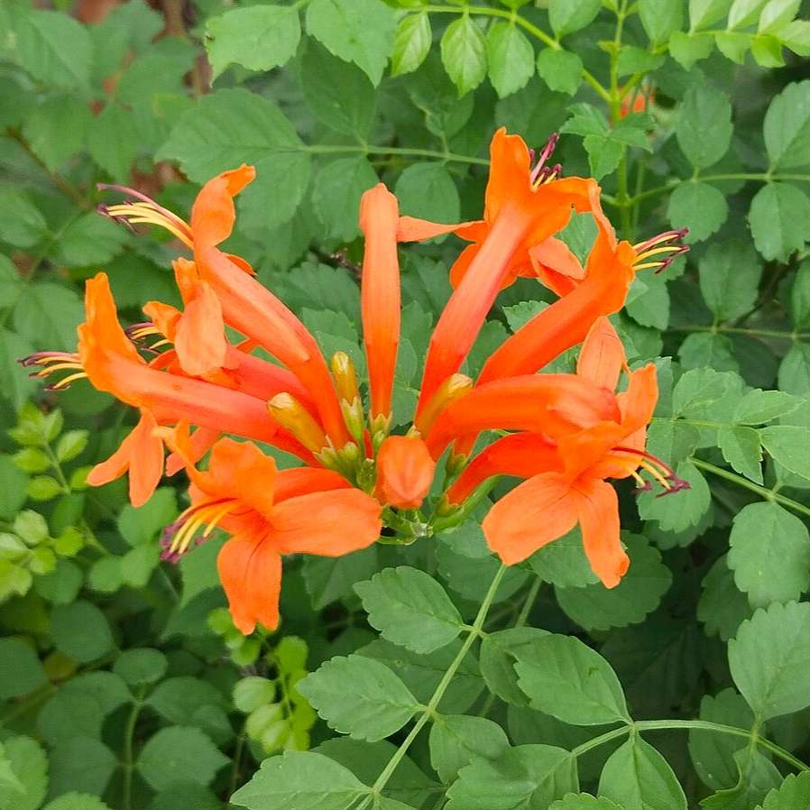 Cape honeysuckle (indigenous) - 10 seeds