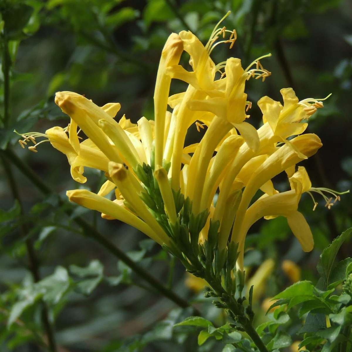 Cape honeysuckle (indigenous) - 10 seeds