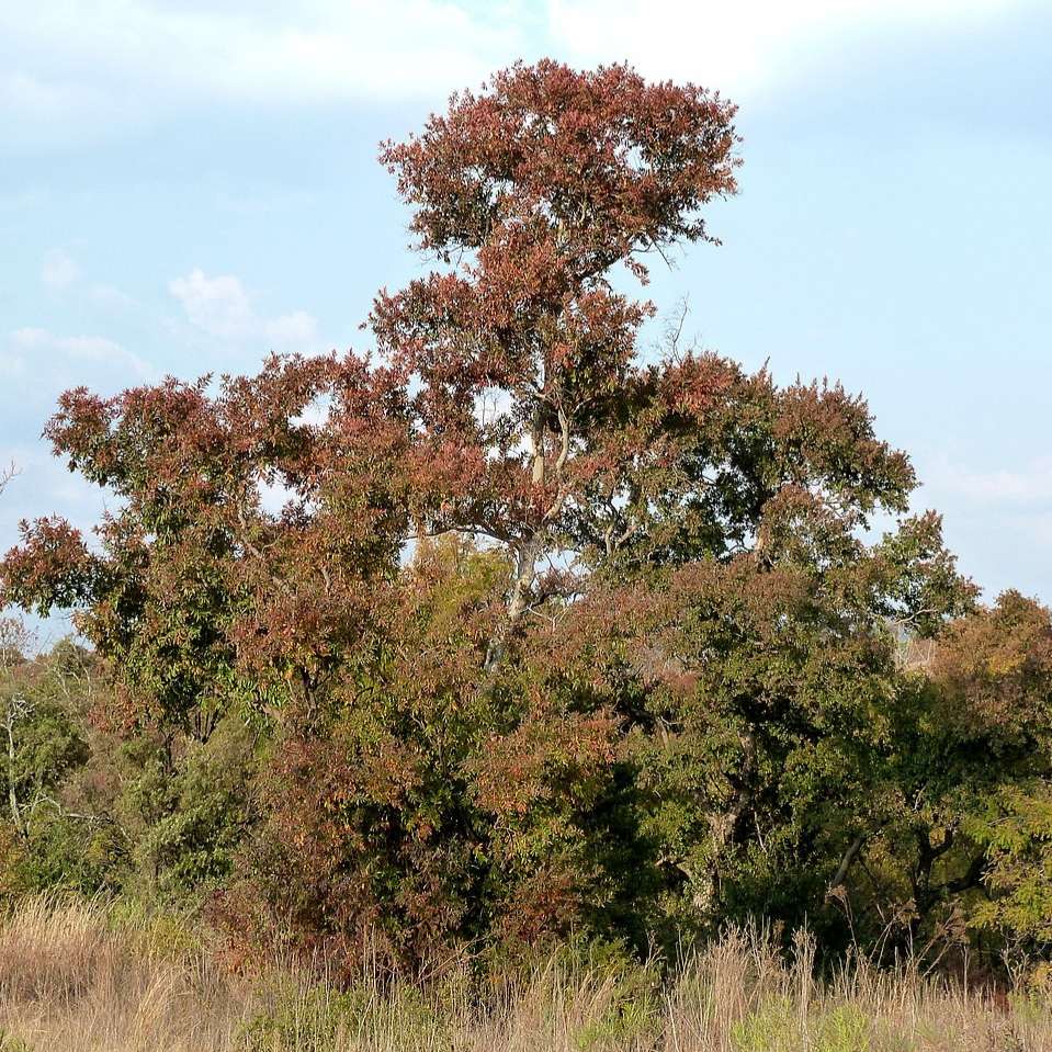 Combretum erythrophyllum (River bushwillow) - 10 seeds