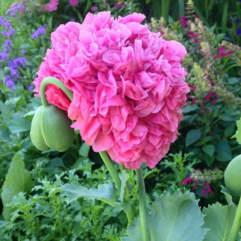 Papaver paeoniflorum mixed colors (Paeony poppy) - 200 seeds