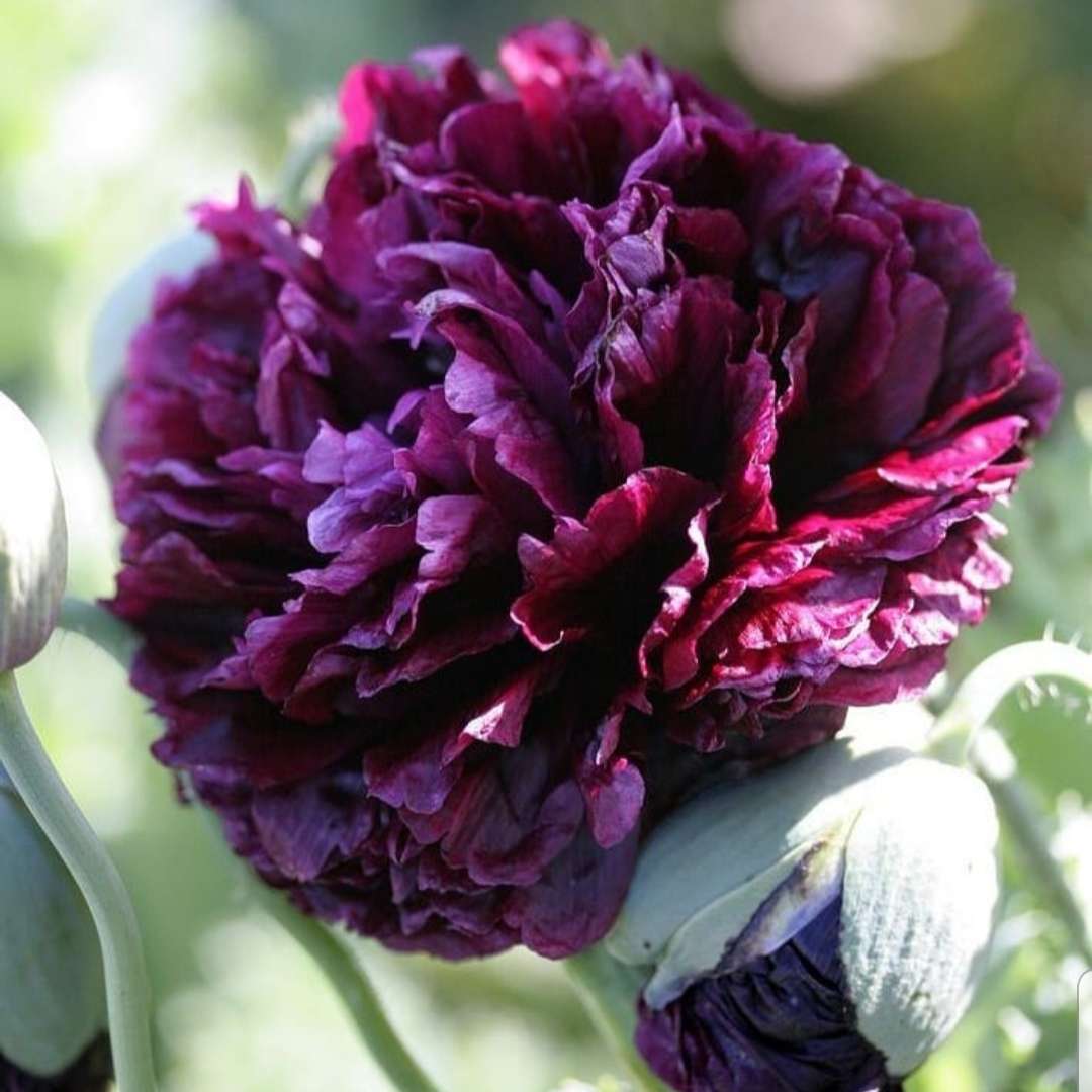 Papaver paeoniflorum mixed colors (Paeony poppy) - 200 seeds