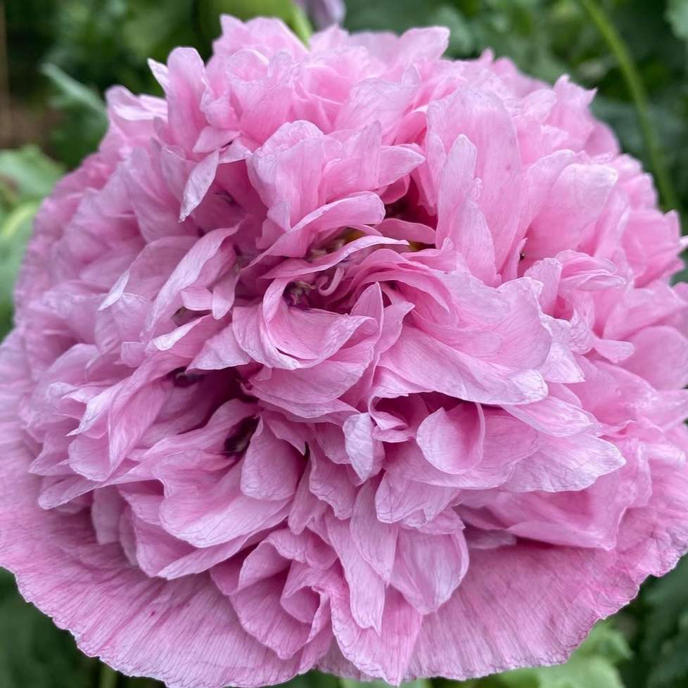 Papaver paeoniflorum mixed colors (Paeony poppy) - 200 seeds