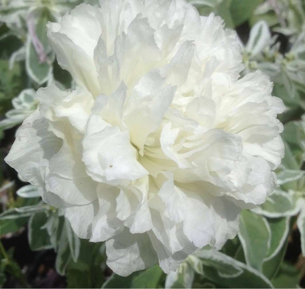 Papaver paeoniflorum mixed colors (Paeony poppy) - 200 seeds