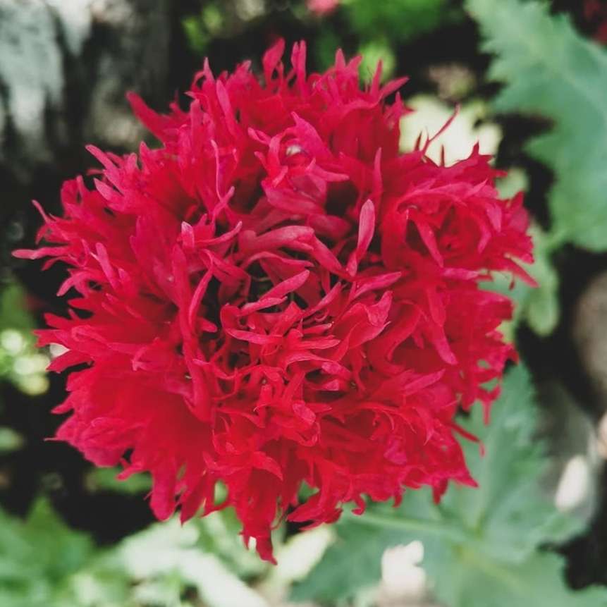 Papaver paeoniflorum mixed colors (Paeony poppy) - 200 seeds