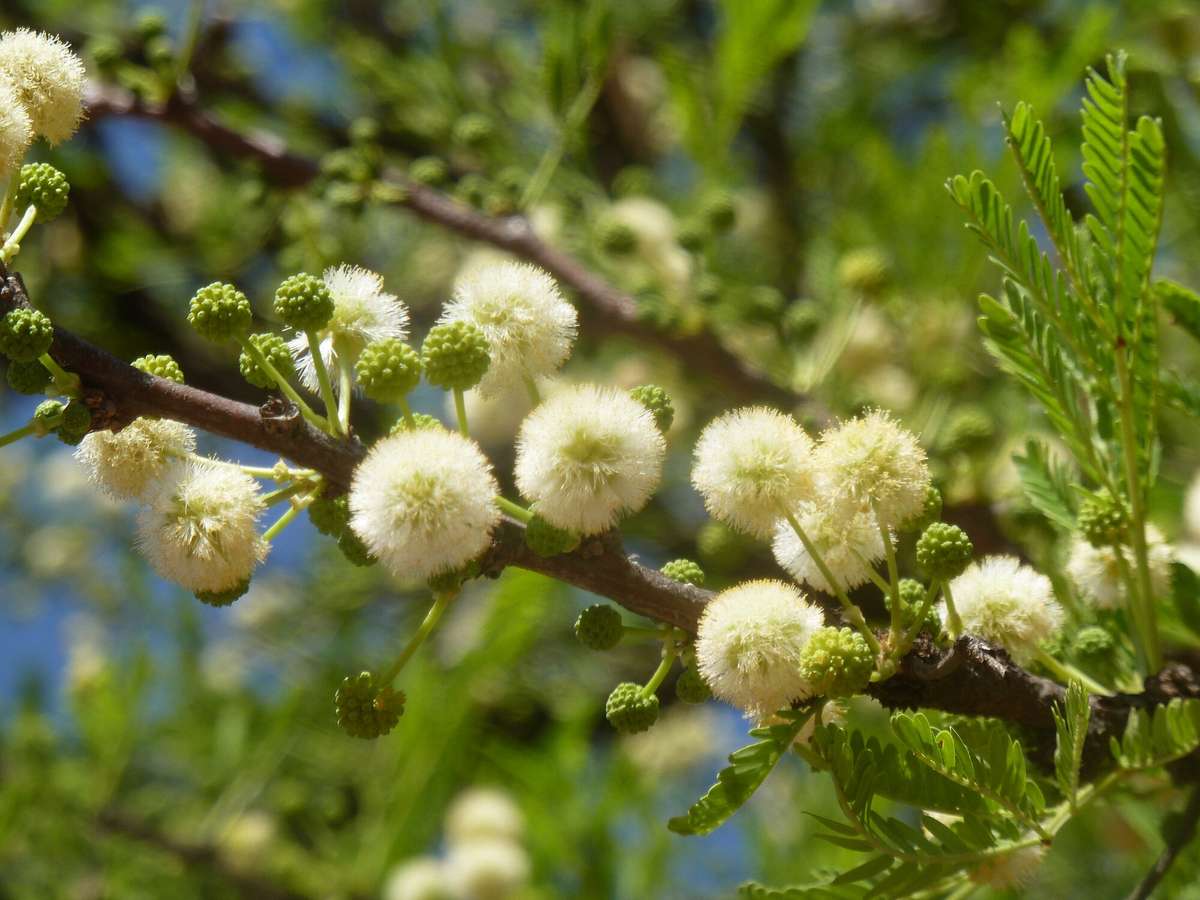 Vachellia robusta - 10 seeds