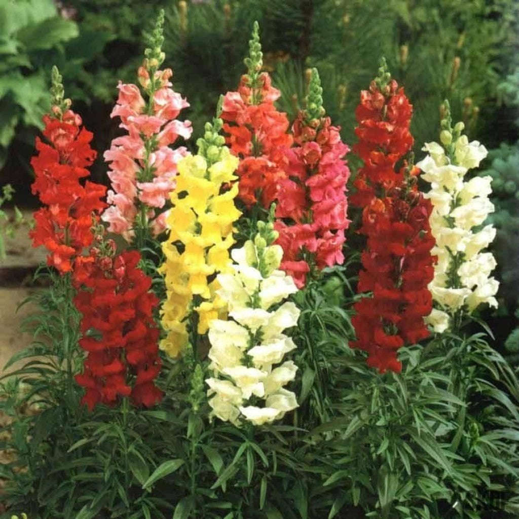 Snapdragon 'tom thumb' - 200 seeds