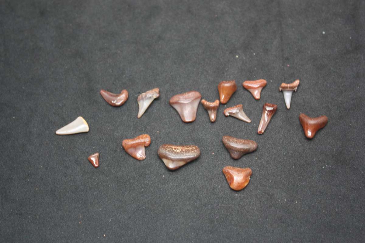 Very cool Fossilised Shark teeth
