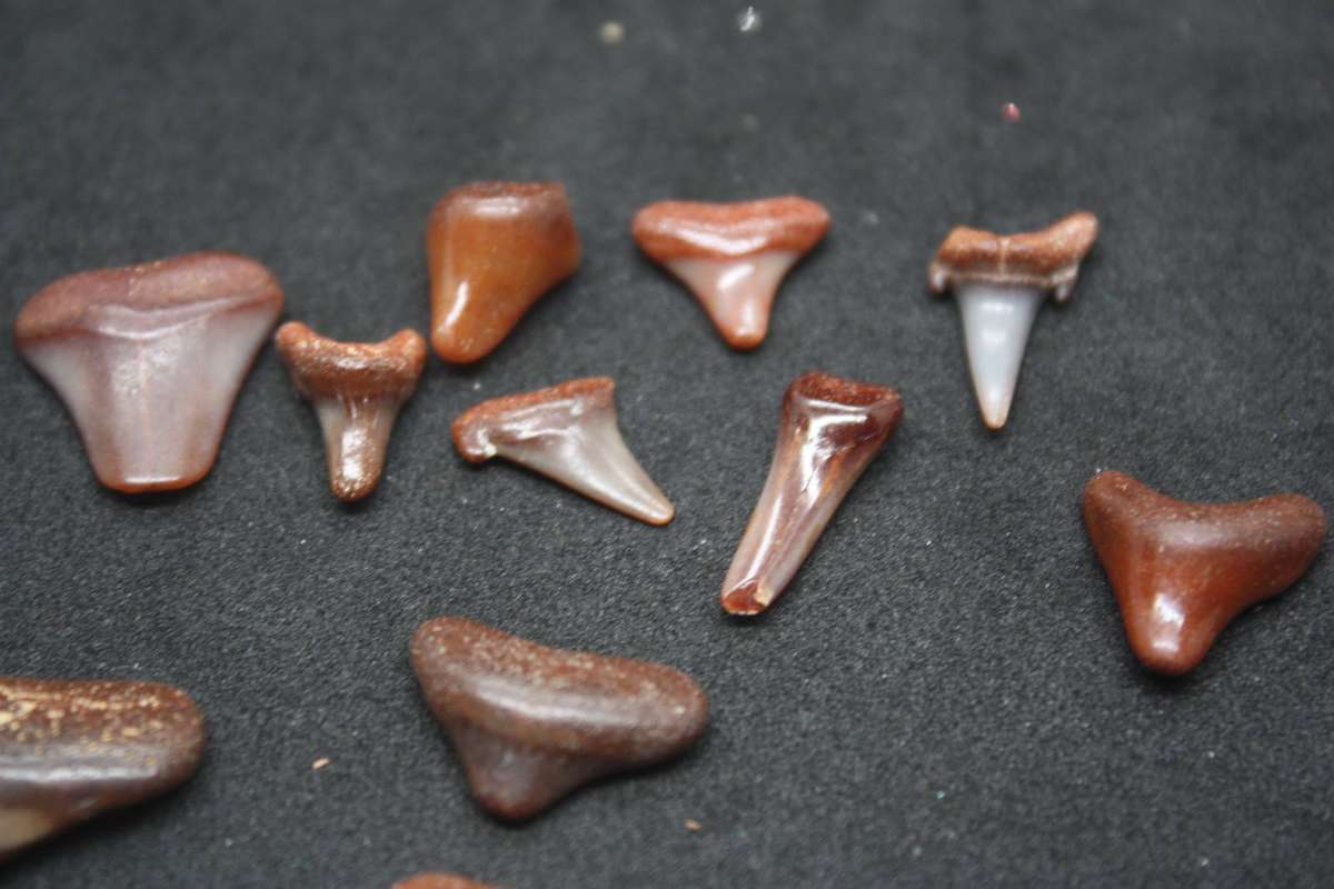 Very cool Fossilised Shark teeth