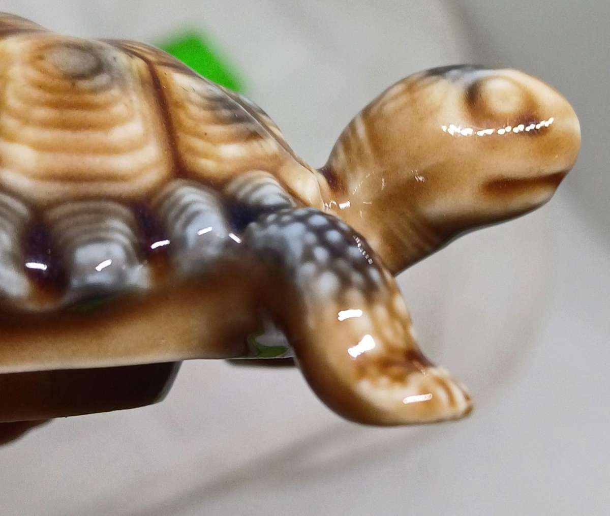 Wade tortoise