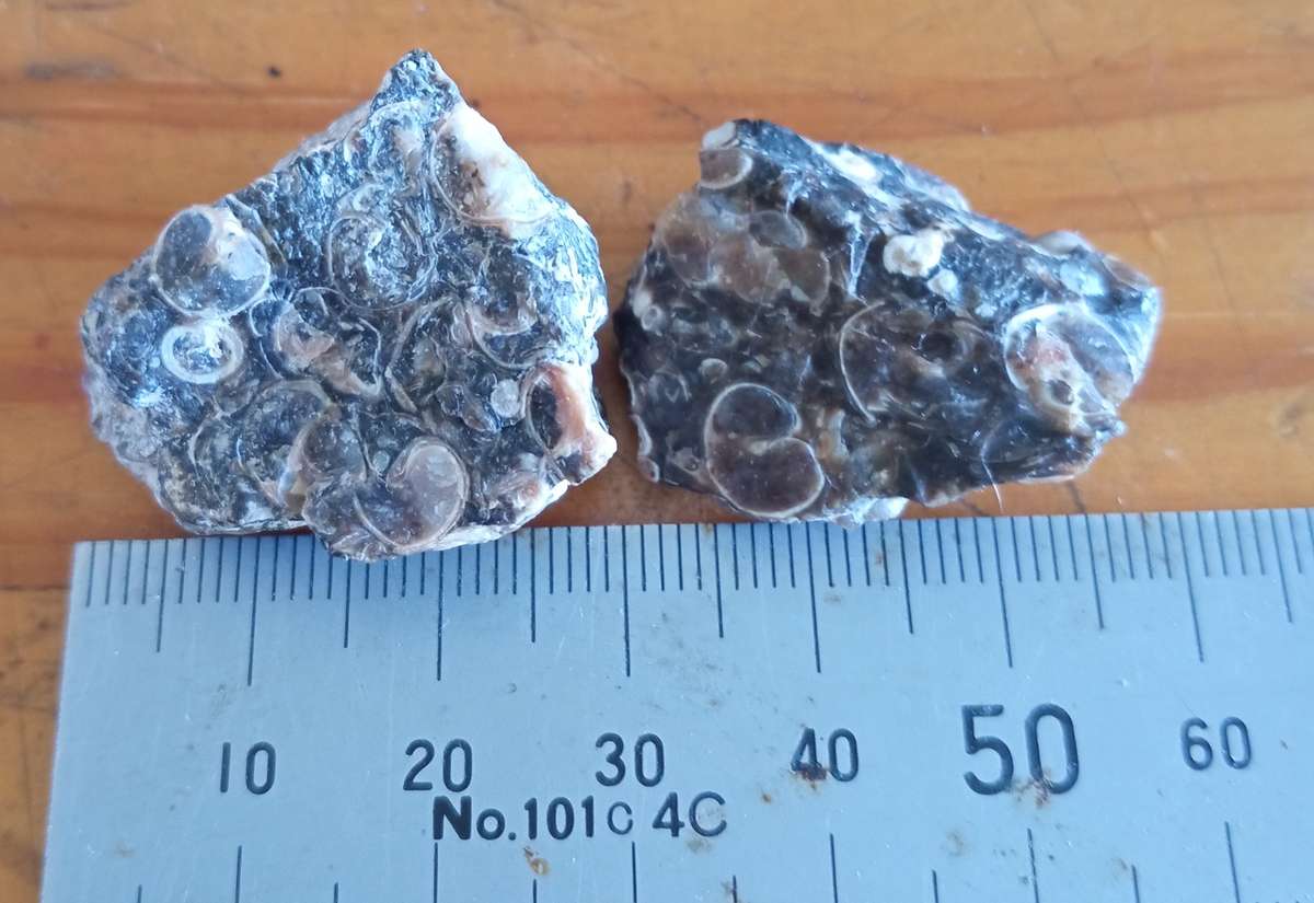 Agate Turritella Rough ATTRACT  ABUNDANCE AND PROTECTIVE