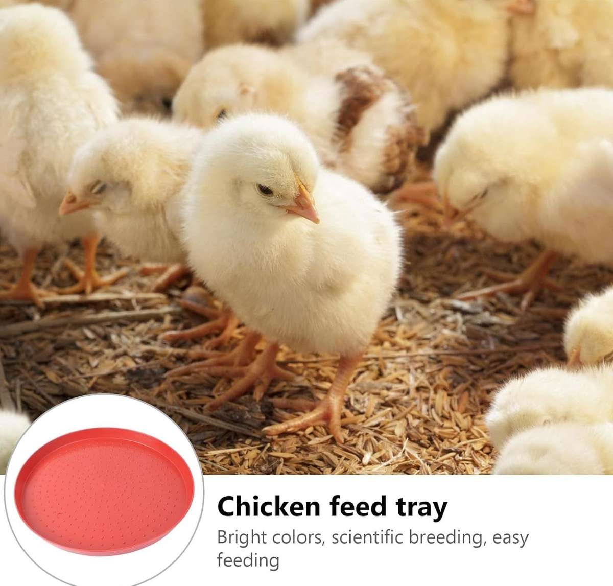 Chicken Feeder Plates -Pack of 3 .Red.