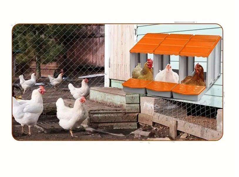 Chicken Nesting Boxes -3 Compartments -Orange