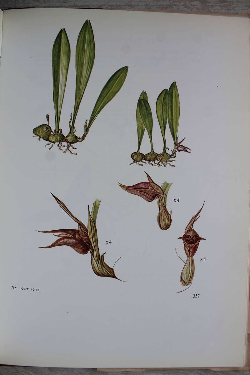 Southern African Epiphytic Orchids / John Ball