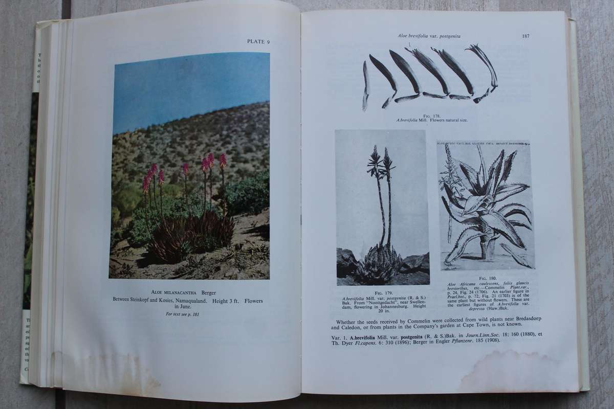 Reynolds' The ALOES of South Africa