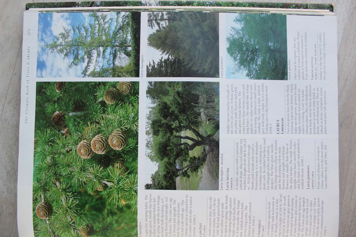 The Ultimate Book of Trees and Shrubs - Kristo Pienaar