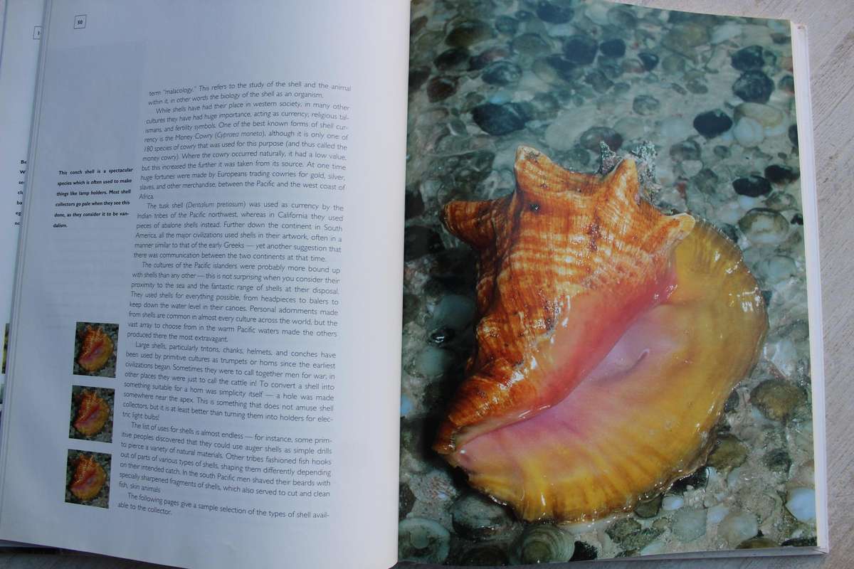 The World of Seashells , a fully illustrated guide / Patrick Hook