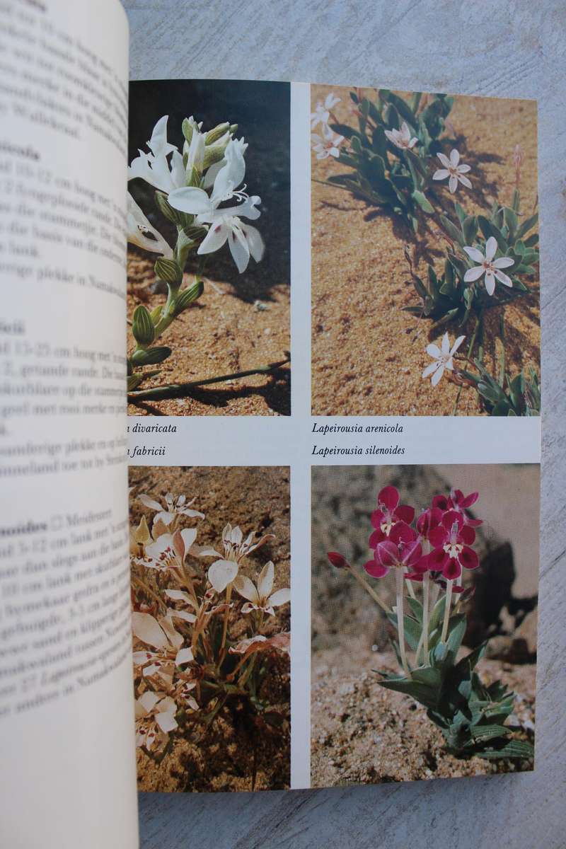 Namakwaland Veldblomgids van Suid-Afrika 1 - Annelise le Roux