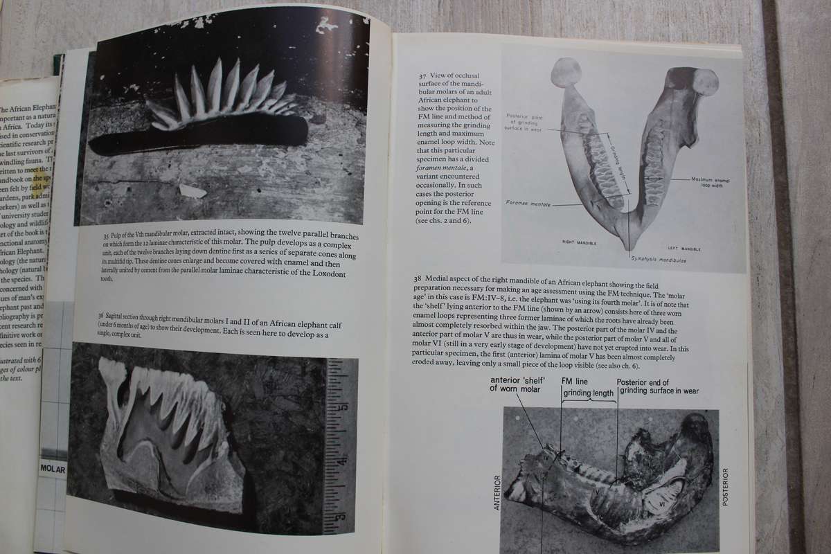 The Natural History of the African Elephant . Sylvia Sikes