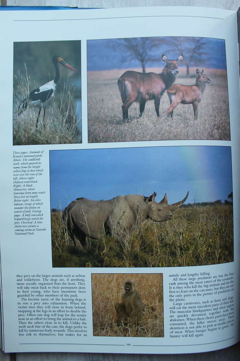 Africa the Mighty Continent / Matthews