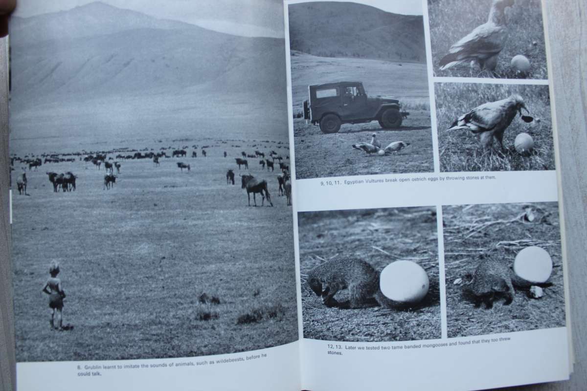 Innocent Killers -- Hugo van Lawick, Jane Goodall