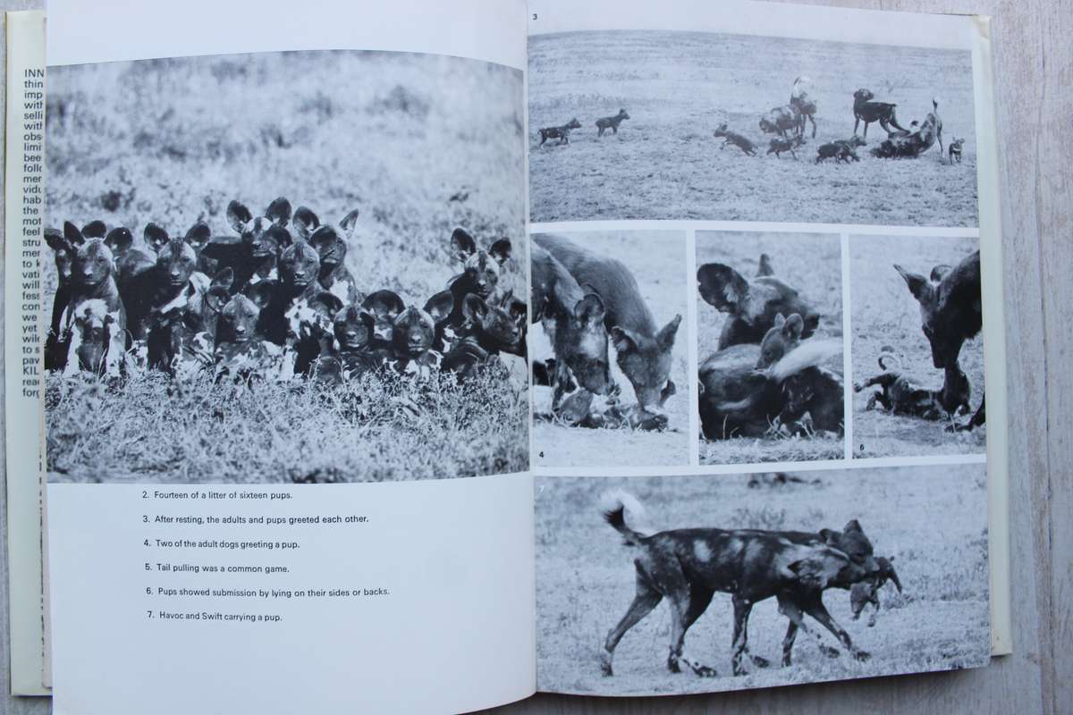 Innocent Killers -- Hugo van Lawick, Jane Goodall