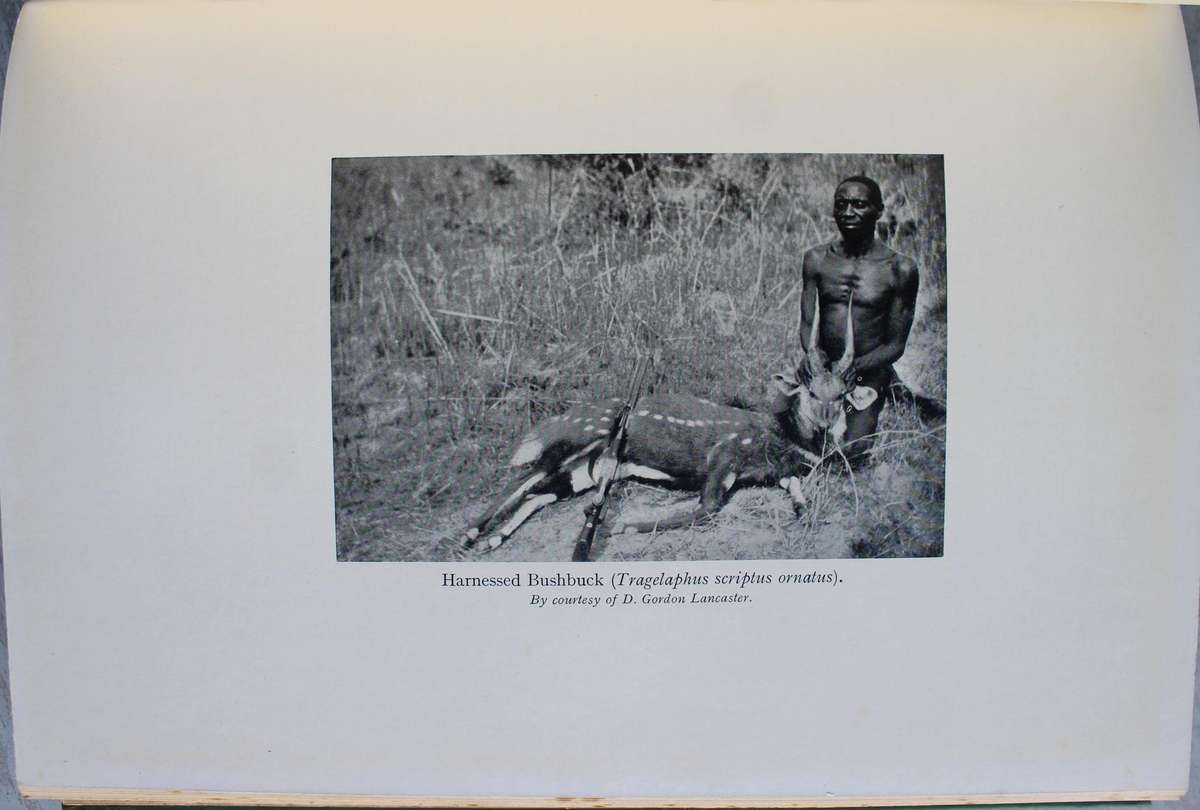 The Mammals of South West Africa - By Captain G.C. Shortridge