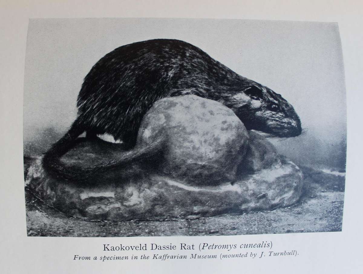 The Mammals of South West Africa - By Captain G.C. Shortridge