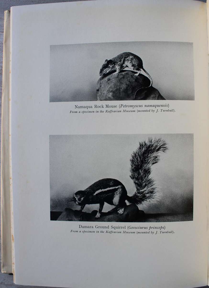 The Mammals of South West Africa - By Captain G.C. Shortridge