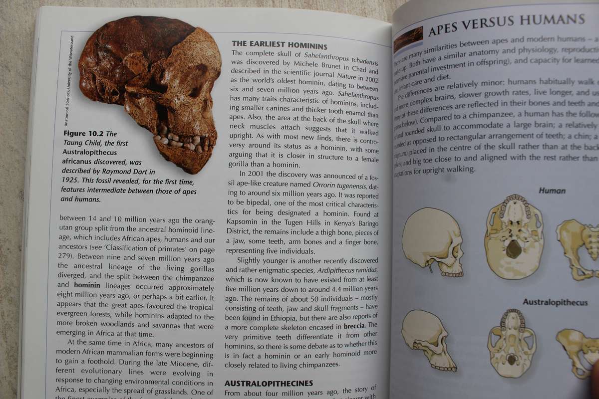 The Story of Earth and Life, A Southern African Perspective by McCarthy and Rubidge