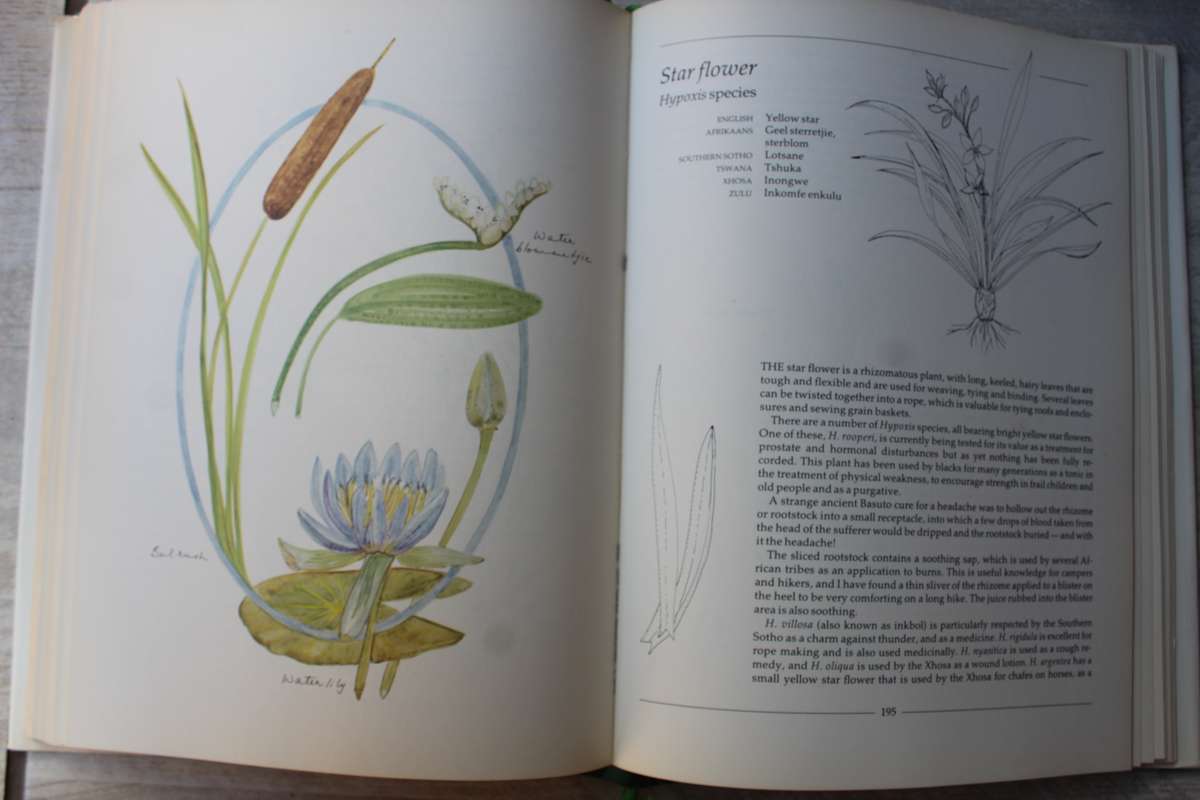 Indigenous Healing Plants - Margaret Roberts