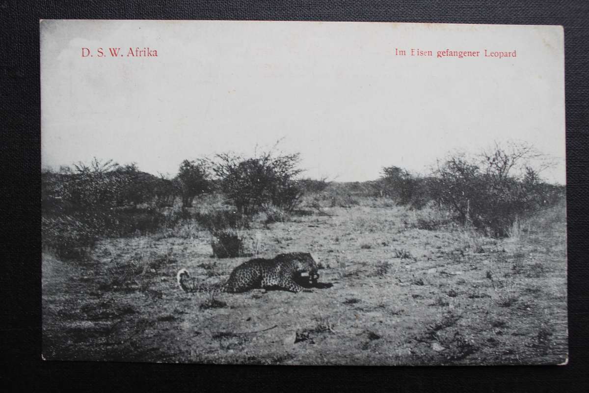 Post Card postcard DSWA Deutsch Sud-West-Africa - Im Eisen gefangener Leopard