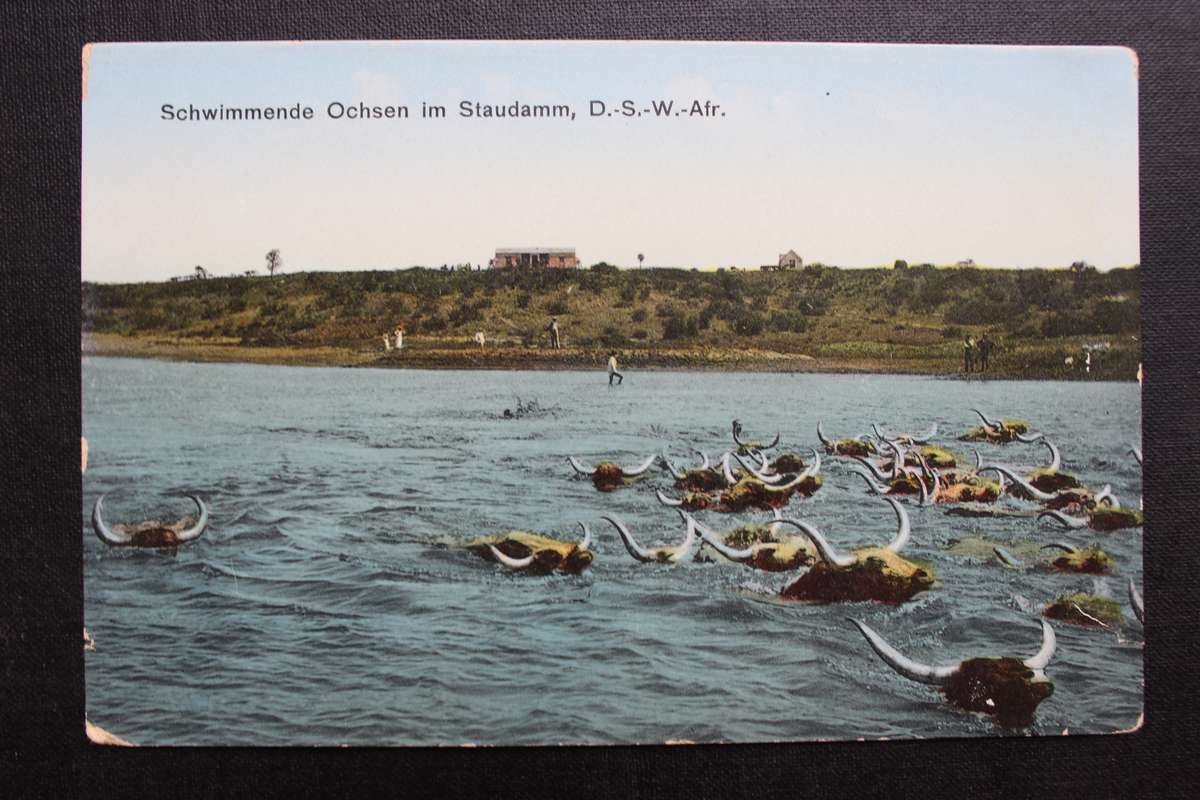 Post Card postcard DSWA Deutsch Sud-West-Africa - Schwimmende Ochsen in Staudamm
