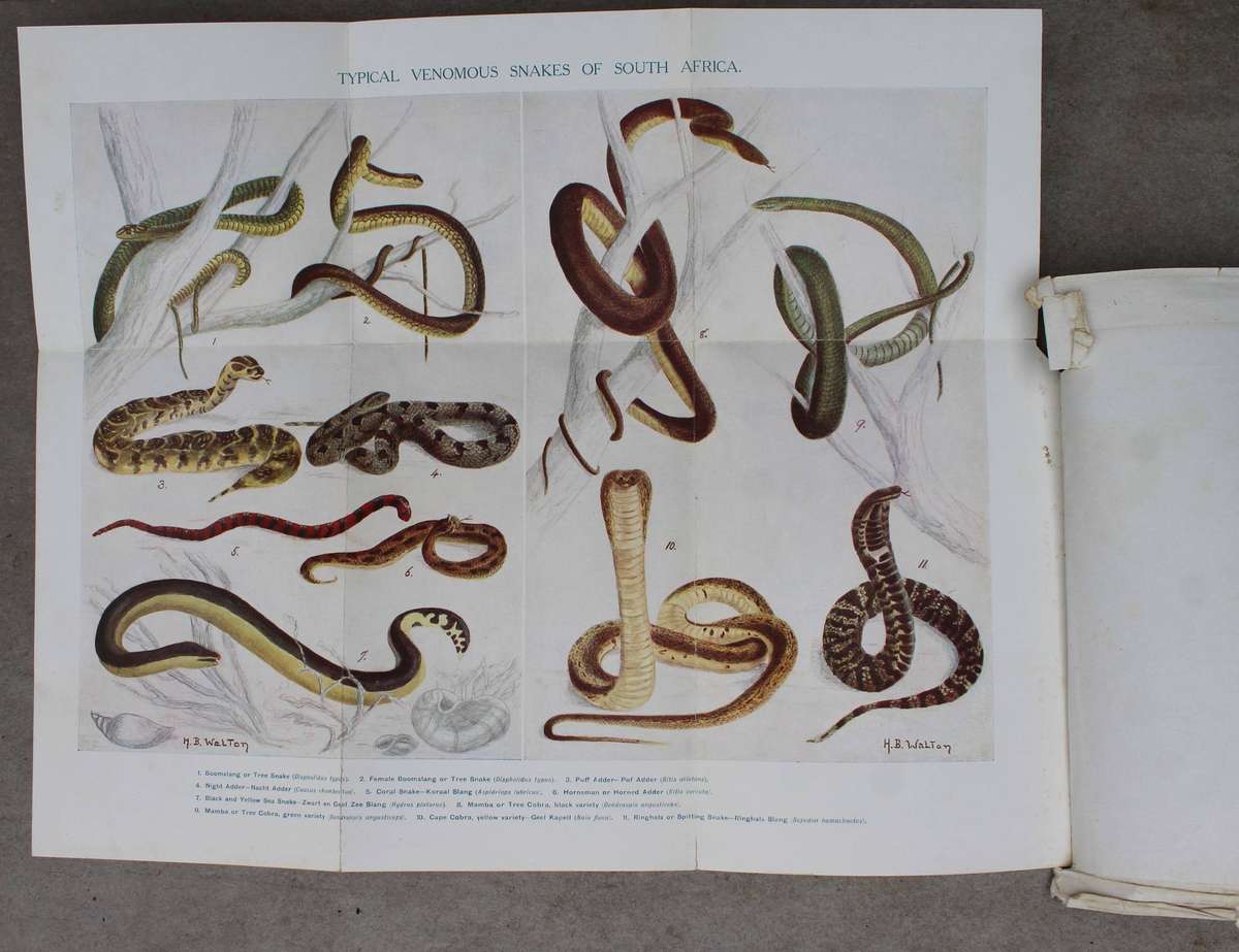 The Snakes of South Africa - Fitzsimons
