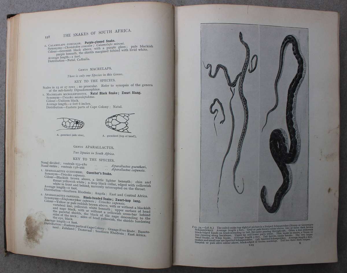 The Snakes of South Africa - Fitzsimons