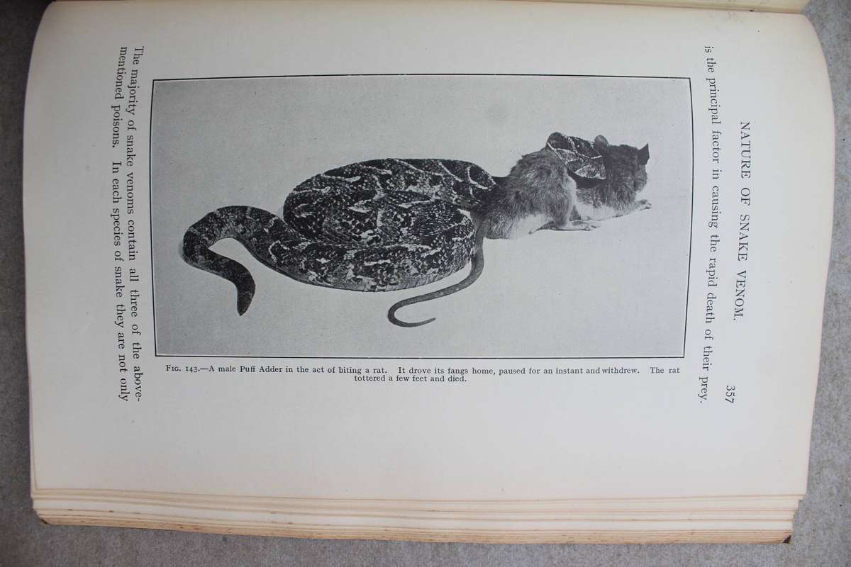 The Snakes of South Africa - Fitzsimons
