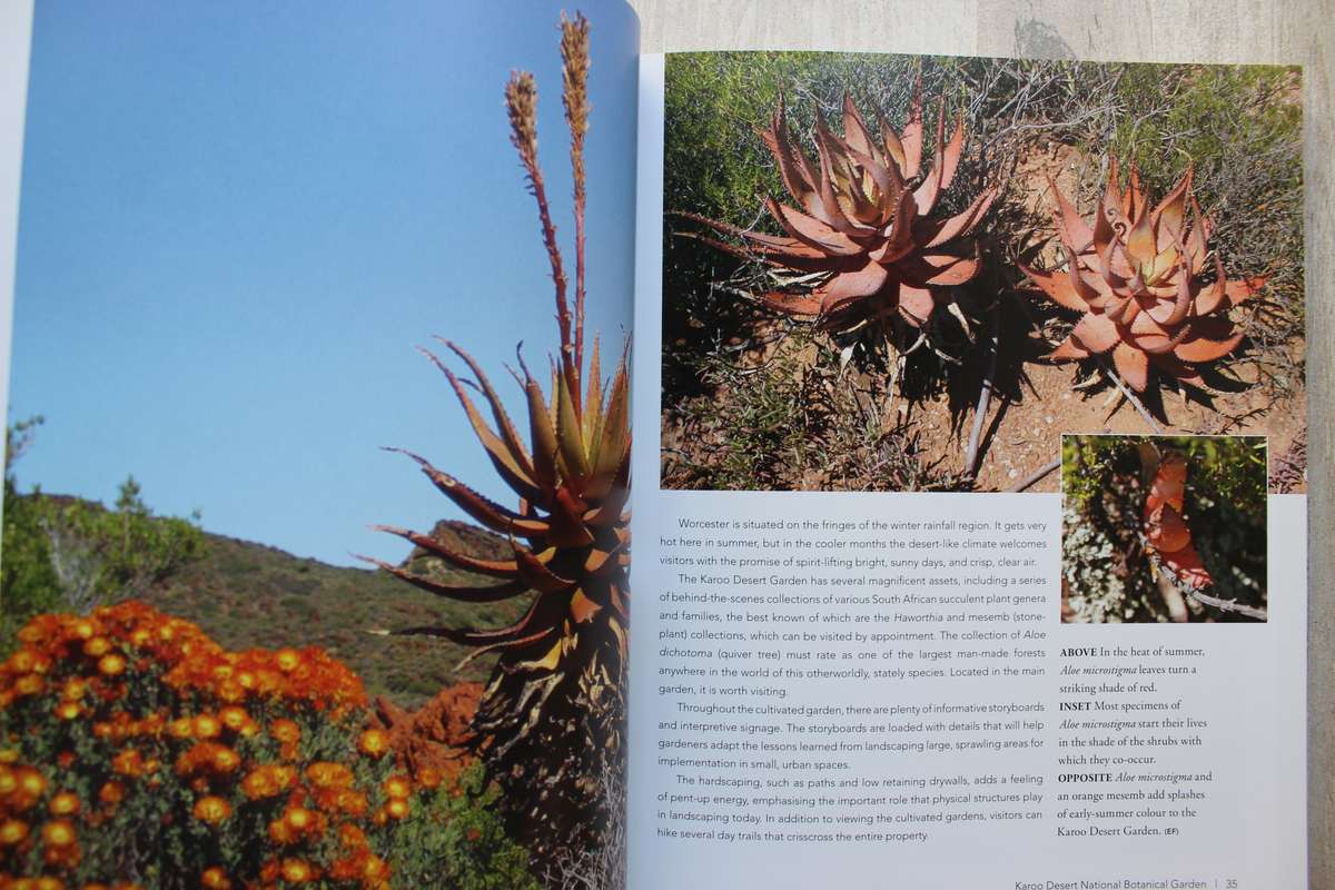 Succulent Paradise - Smith & Figueiredo